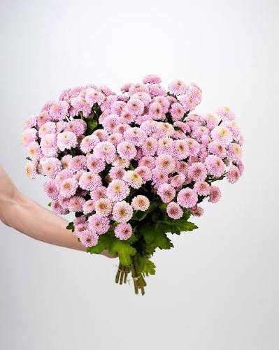 Santini Doria Pink